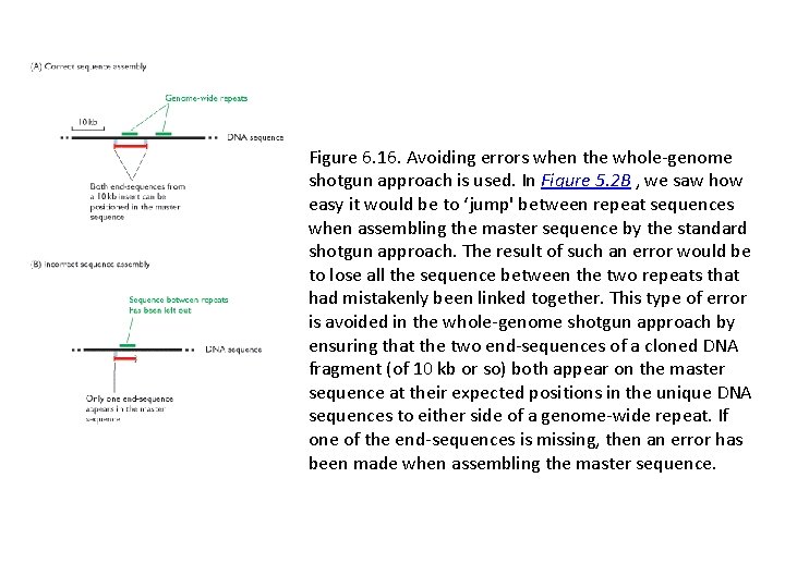 Figure 6. 16. Avoiding errors when the whole-genome shotgun approach is used. In Figure