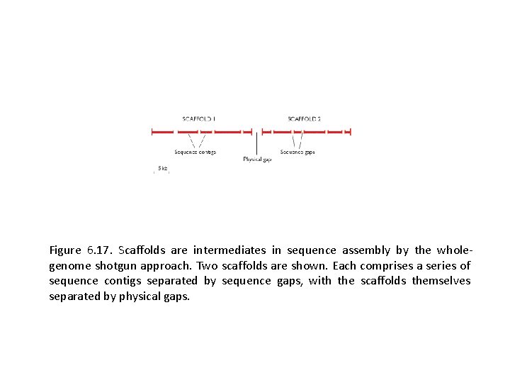 Figure 6. 17. Scaffolds are intermediates in sequence assembly by the wholegenome shotgun approach.
