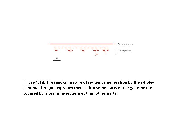 Figure 6. 18. The random nature of sequence generation by the wholegenome shotgun approach