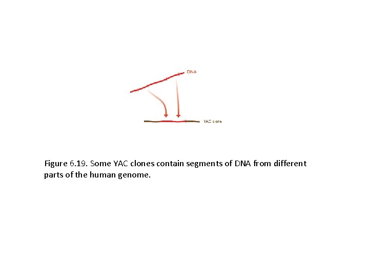 Figure 6. 19. Some YAC clones contain segments of DNA from different parts of