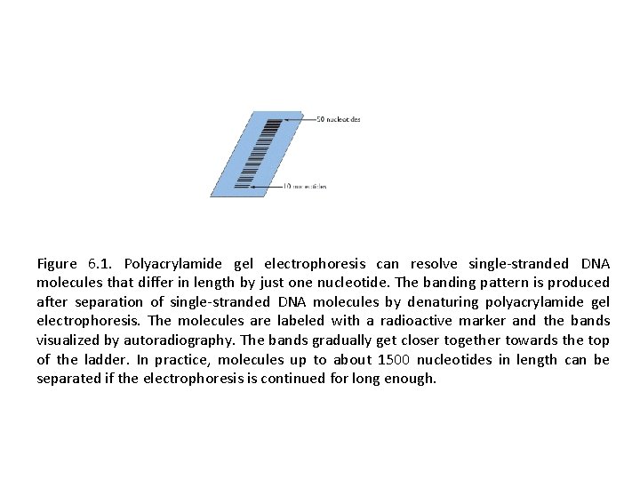 Figure 6. 1. Polyacrylamide gel electrophoresis can resolve single-stranded DNA molecules that differ in
