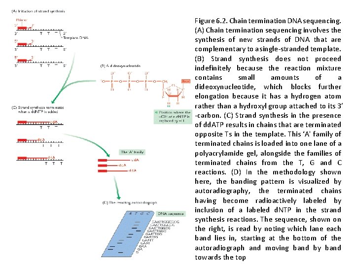 Figure 6. 2. Chain termination DNA sequencing. (A) Chain termination sequencing involves the synthesis