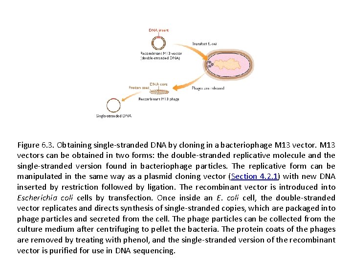 Figure 6. 3. Obtaining single-stranded DNA by cloning in a bacteriophage M 13 vectors
