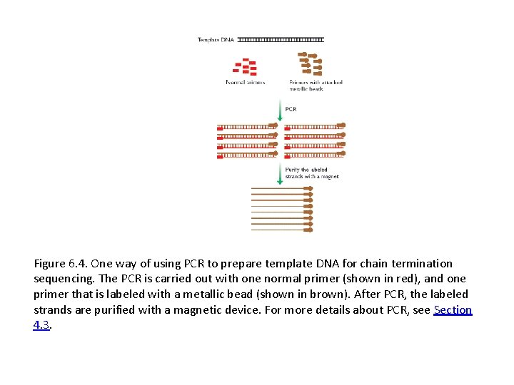 Figure 6. 4. One way of using PCR to prepare template DNA for chain