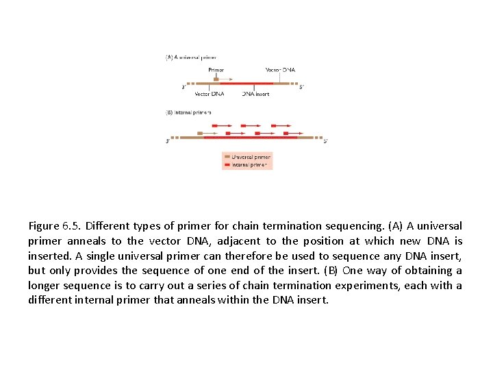Figure 6. 5. Different types of primer for chain termination sequencing. (A) A universal