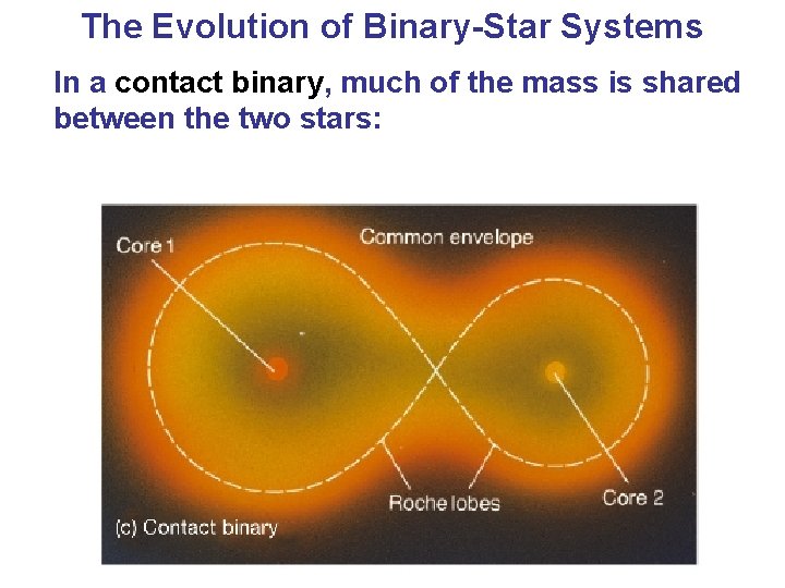 The Evolution of Binary-Star Systems In a contact binary, much of the mass is