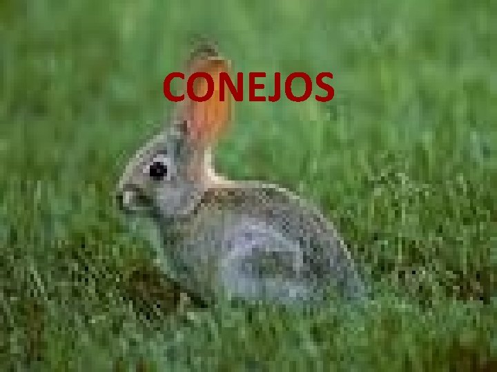 CONEJOS 