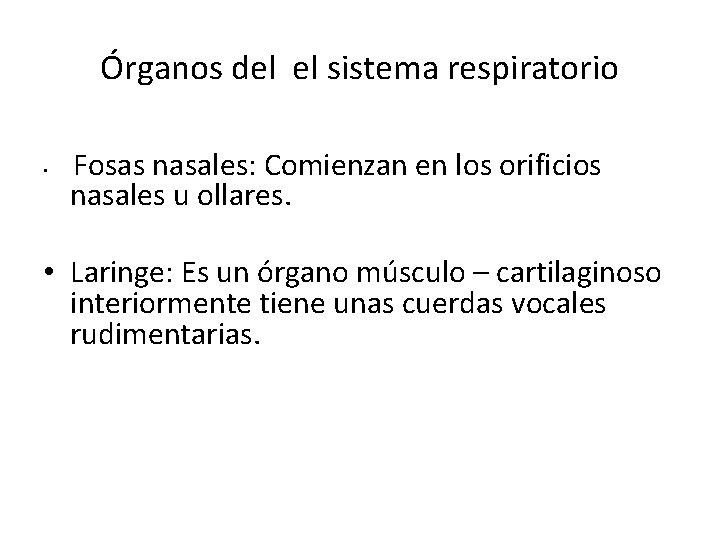 Órganos del el sistema respiratorio • Fosas nasales: Comienzan en los orificios nasales u