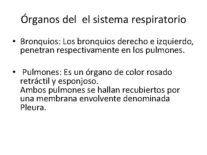 Órganos del el sistema respiratorio • Bronquios: Los bronquios derecho e izquierdo, penetran respectivamente