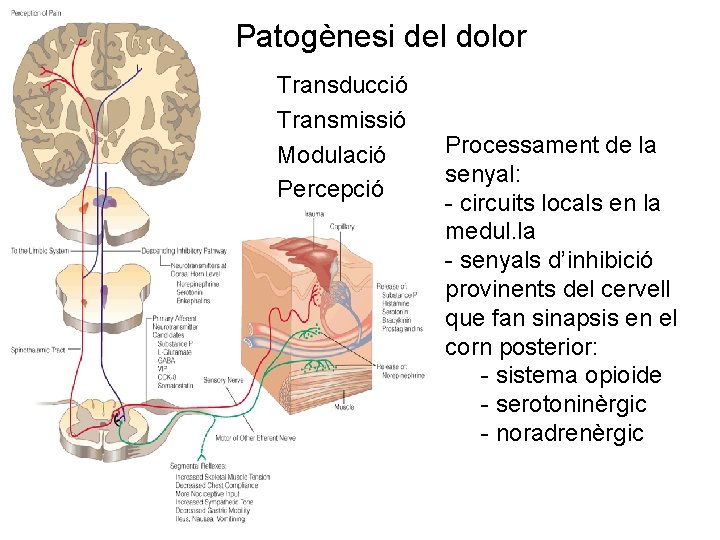 Patogènesi del dolor Transducció Transmissió Modulació Percepció Processament de la senyal: - circuits locals