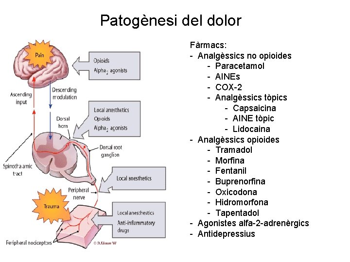 Patogènesi del dolor Fàrmacs: - Analgèssics no opioides - Paracetamol - AINEs - COX-2