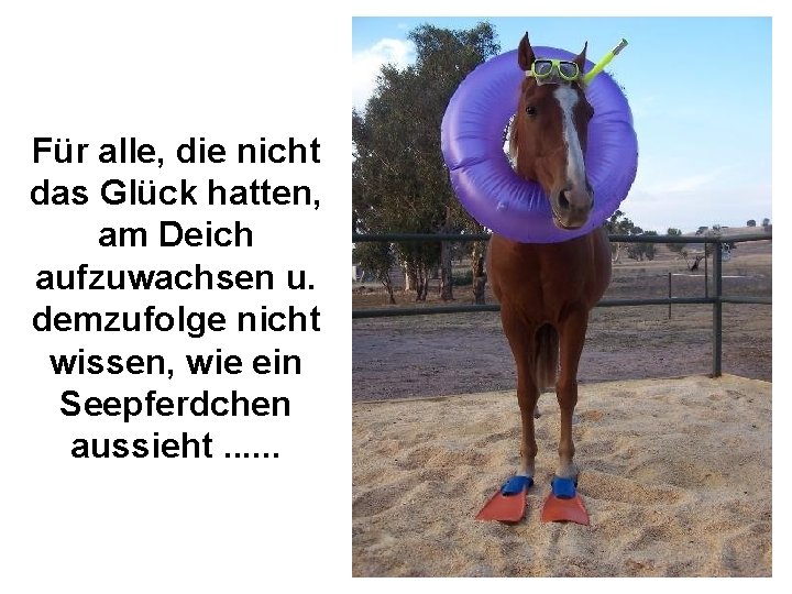 Für alle, die nicht das Glück hatten, am Deich aufzuwachsen u. demzufolge nicht wissen,