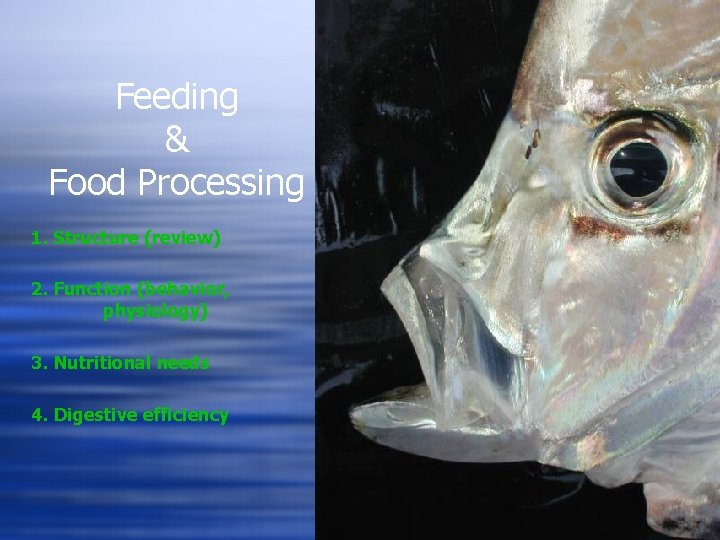 Feeding & Food Processing 1. Structure (review) 2. Function (behavior, physiology) 3. Nutritional needs