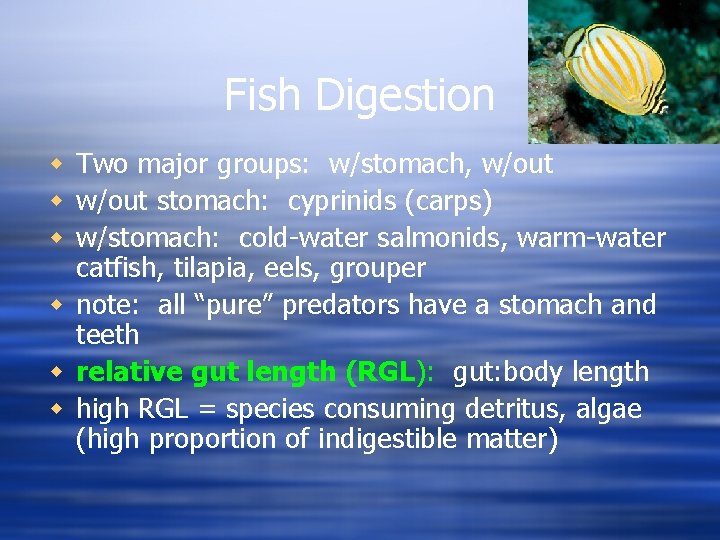 Fish Digestion w Two major groups: w/stomach, w/out w w/out stomach: cyprinids (carps) w
