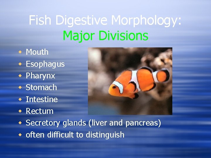 Fish Digestive Morphology: Major Divisions w w w w Mouth Esophagus Pharynx Stomach Intestine