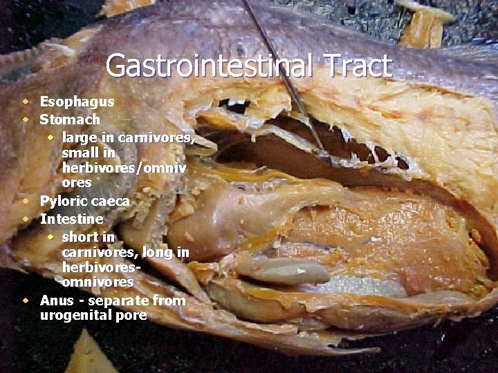 Gastrointestinal Tract w Esophagus w Stomach w large in carnivores, small in herbivores/omniv ores
