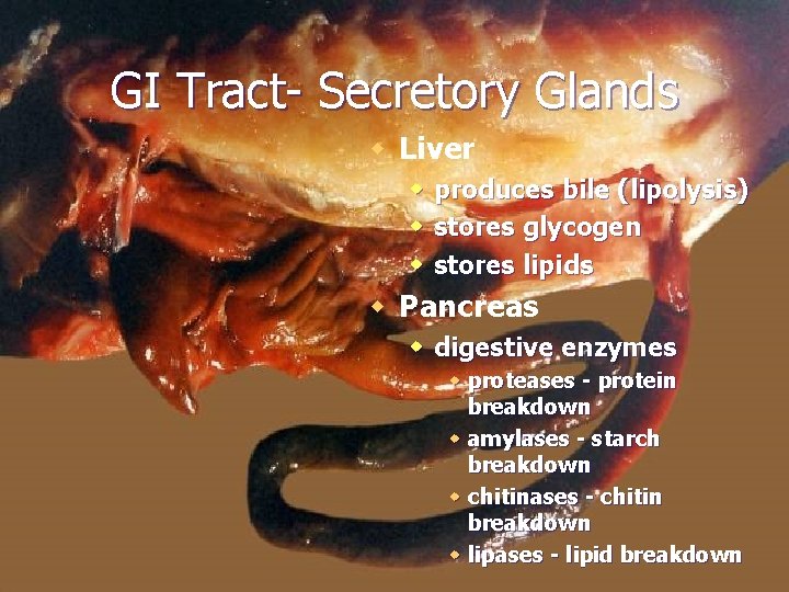 GI Tract- Secretory Glands w Liver w w w produces bile (lipolysis) stores glycogen