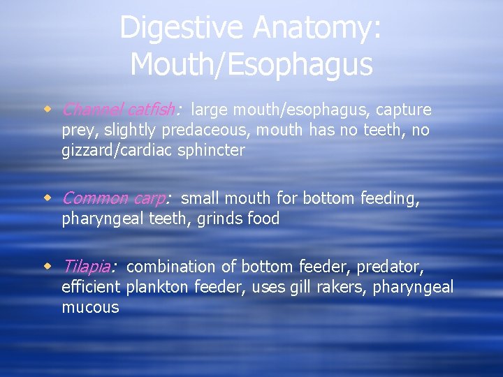 Digestive Anatomy: Mouth/Esophagus w Channel catfish: large mouth/esophagus, capture prey, slightly predaceous, mouth has