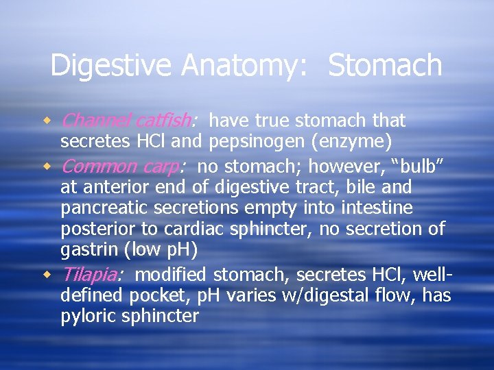 Digestive Anatomy: Stomach w Channel catfish: have true stomach that secretes HCl and pepsinogen