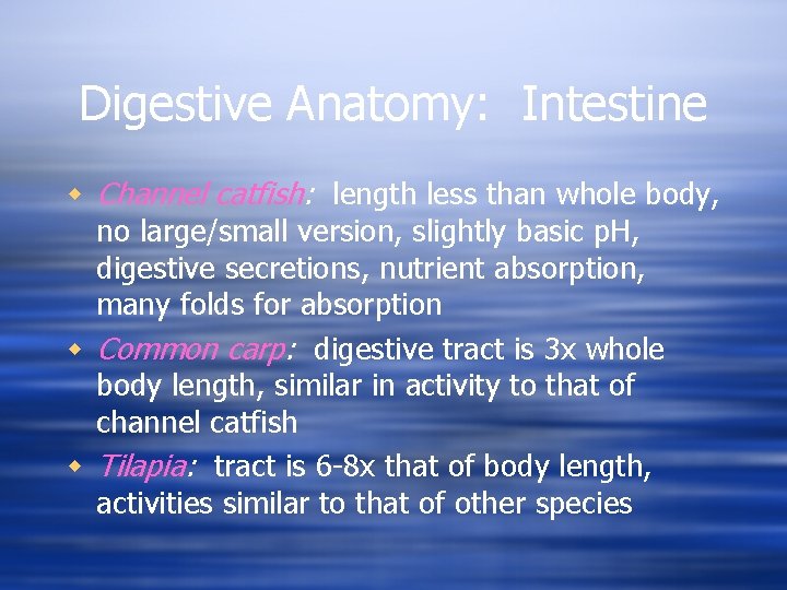 Digestive Anatomy: Intestine w Channel catfish: length less than whole body, no large/small version,