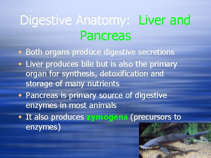 Digestive Anatomy: Liver and Pancreas w Both organs produce digestive secretions w Liver produces