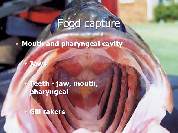 Food capture w Mouth and pharyngeal cavity w Jaws w Teeth - jaw, mouth,