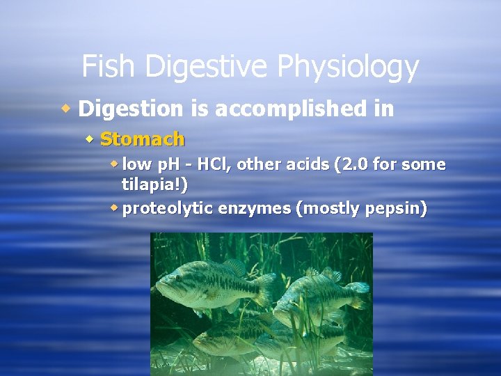 Fish Digestive Physiology w Digestion is accomplished in w Stomach w low p. H