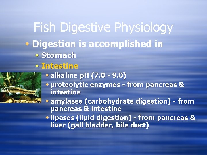 Fish Digestive Physiology w Digestion is accomplished in w Stomach w Intestine w alkaline