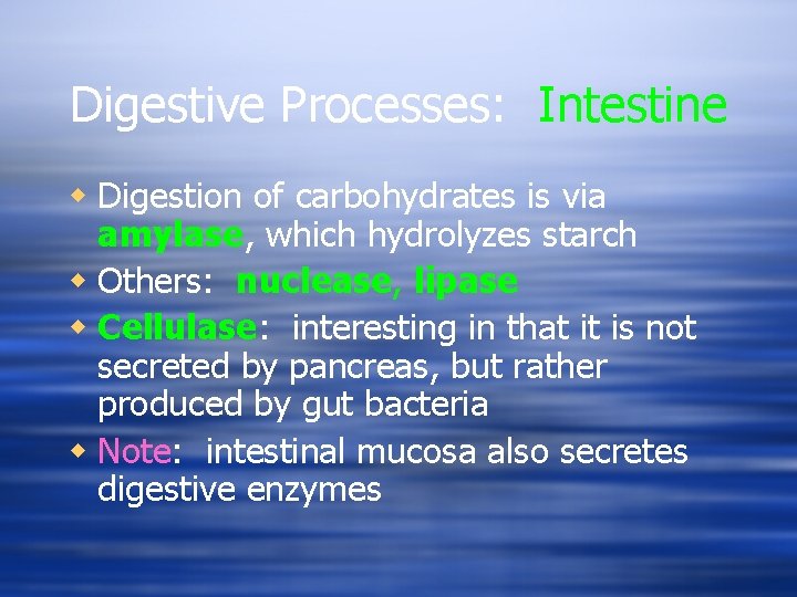 Digestive Processes: Intestine w Digestion of carbohydrates is via amylase, which hydrolyzes starch w