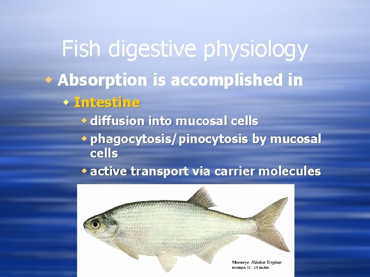 Fish digestive physiology w Absorption is accomplished in w Intestine w diffusion into mucosal