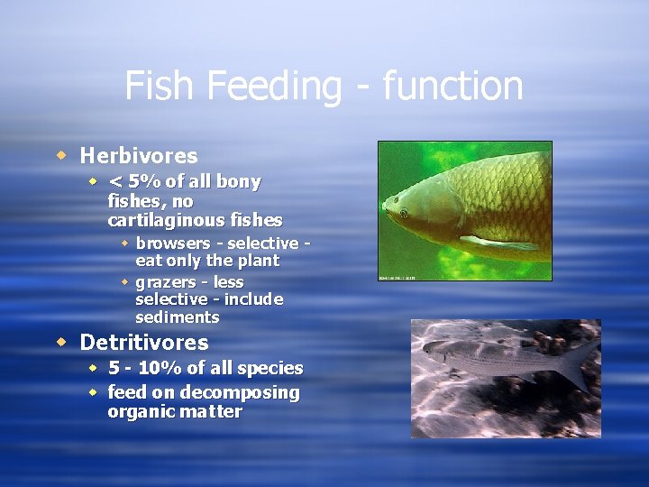 Fish Feeding - function w Herbivores w < 5% of all bony fishes, no