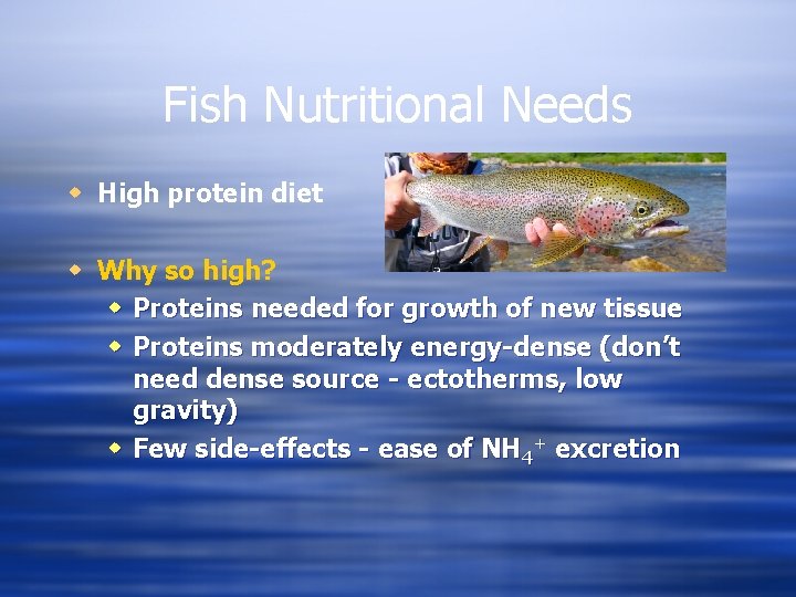 Fish Nutritional Needs w High protein diet w Why so high? w Proteins needed