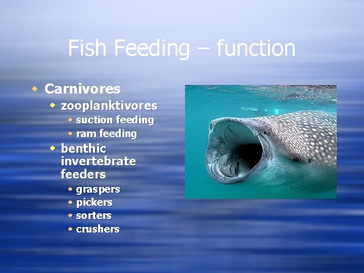 Fish Feeding – function w Carnivores w zooplanktivores w suction feeding w ram feeding