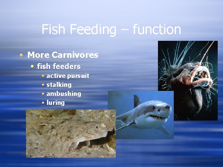 Fish Feeding – function w More Carnivores w fish feeders w active pursuit w