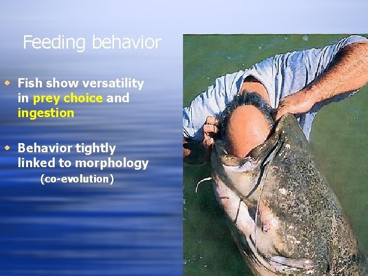 Feeding behavior w Fish show versatility in prey choice and ingestion w Behavior tightly