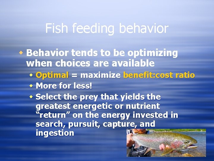 Fish feeding behavior w Behavior tends to be optimizing when choices are available w