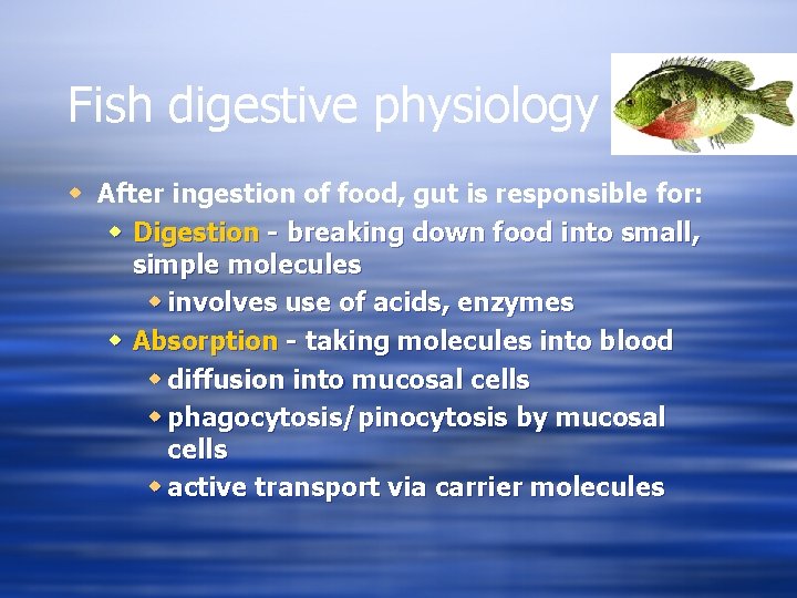 Fish digestive physiology w After ingestion of food, gut is responsible for: w Digestion