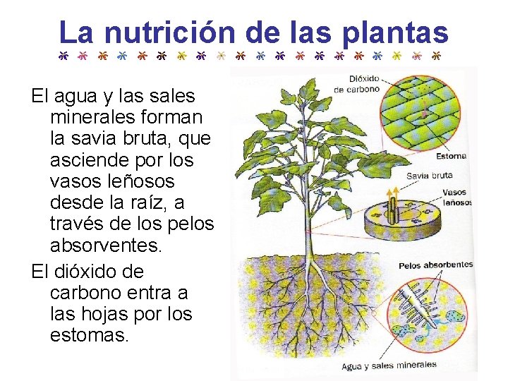 La nutrición de las plantas El agua y las sales minerales forman la savia