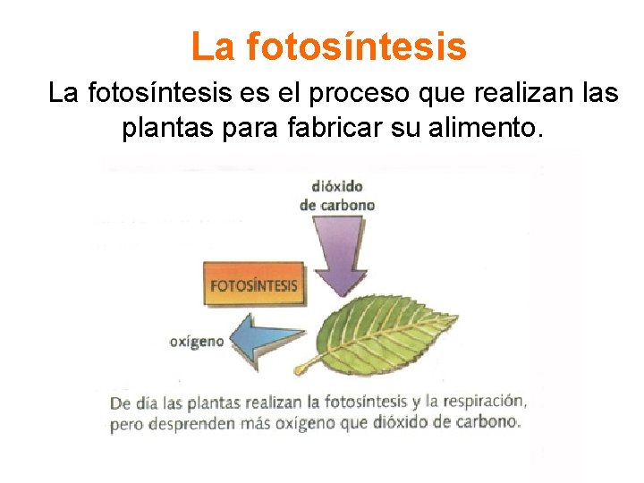 La fotosíntesis es el proceso que realizan las plantas para fabricar su alimento. 