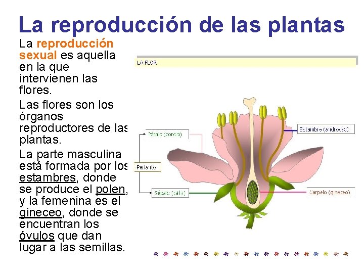La reproducción de las plantas La reproducción sexual es aquella en la que intervienen