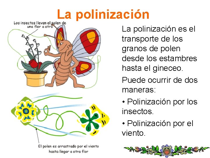 La polinización es el transporte de los granos de polen desde los estambres hasta