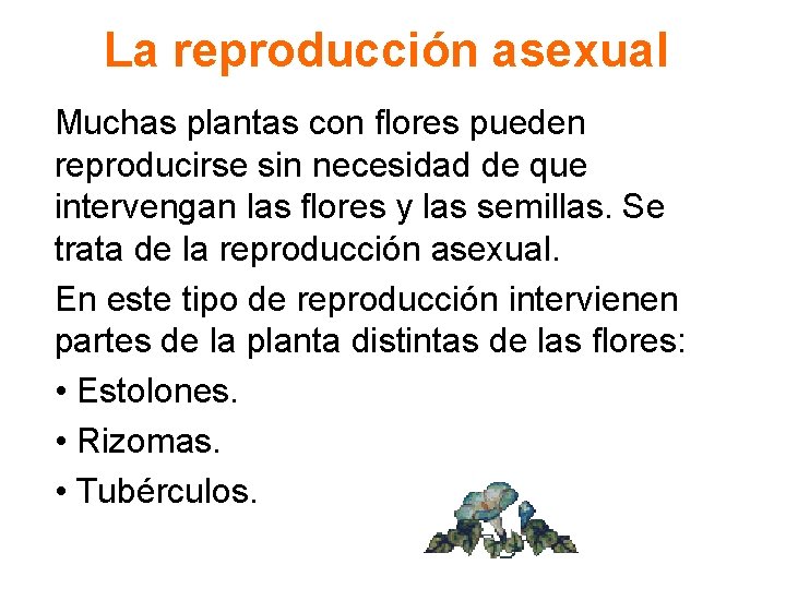 La reproducción asexual Muchas plantas con flores pueden reproducirse sin necesidad de que intervengan