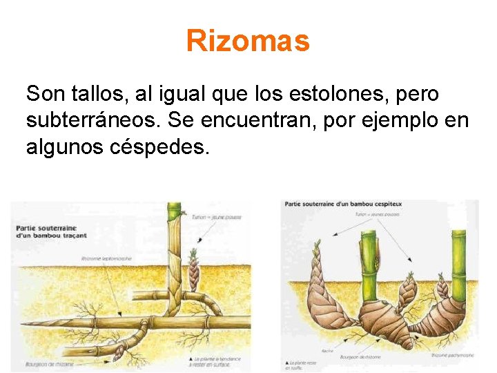 Rizomas Son tallos, al igual que los estolones, pero subterráneos. Se encuentran, por ejemplo