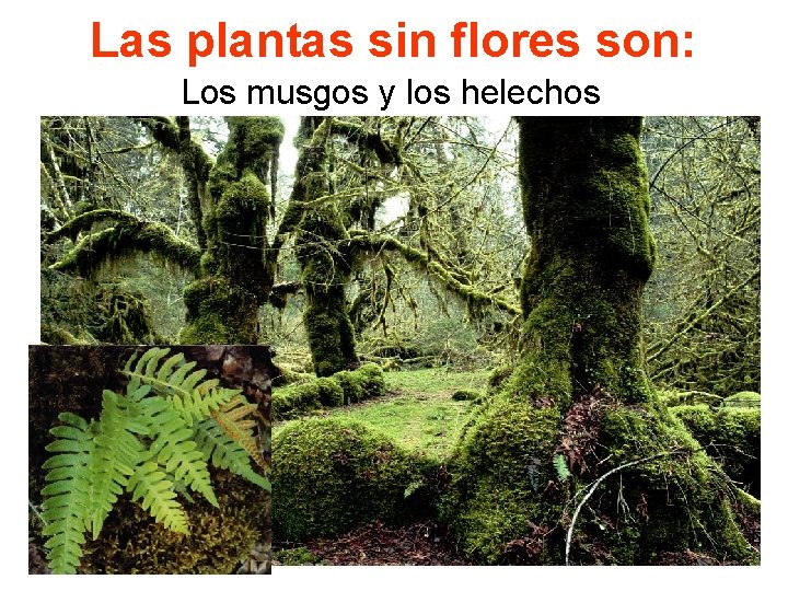 Las plantas sin flores son: Los musgos y los helechos 