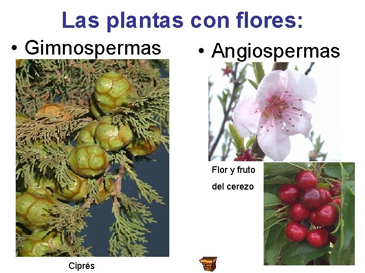 Las plantas con flores: • Gimnospermas • Angiospermas Flor y fruto del cerezo Ciprés