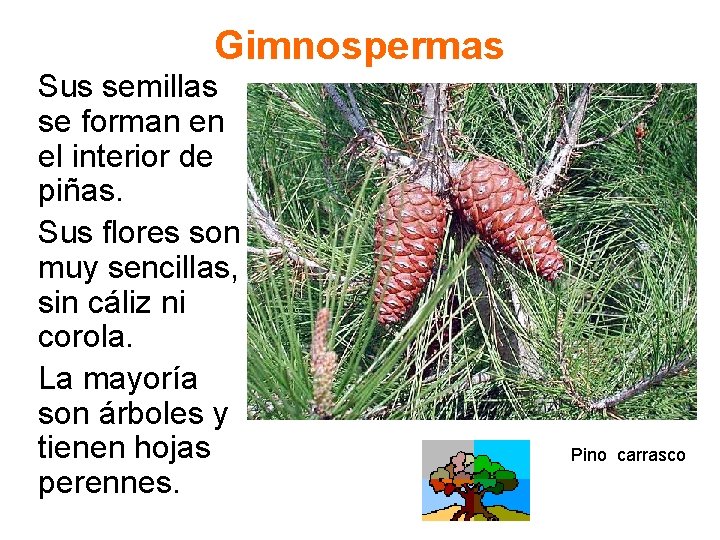 Gimnospermas Sus semillas se forman en el interior de piñas. Sus flores son muy