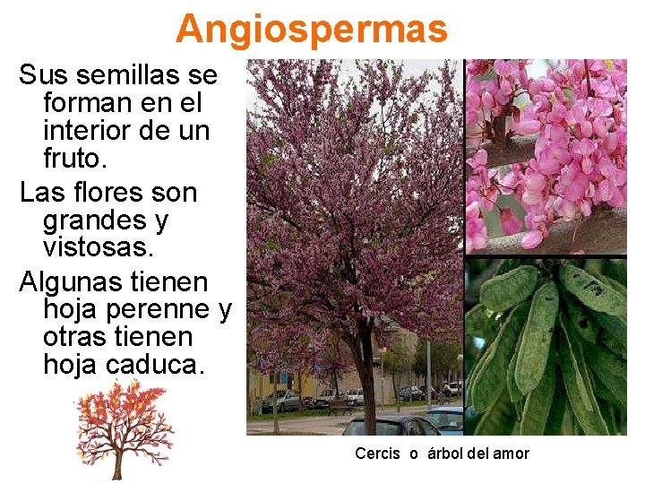 Angiospermas Sus semillas se forman en el interior de un fruto. Las flores son