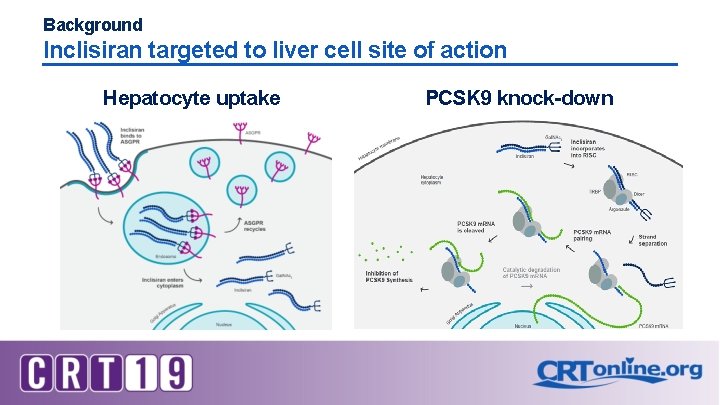 Background Inclisiran targeted to liver cell site of action Hepatocyte uptake PCSK 9 knock-down