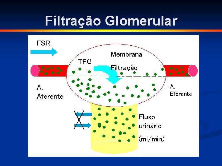Filtração Glomerular FSR Membrana TFG Filtração A. Eferente A. Aferente Fluxo urinário (ml/min) 