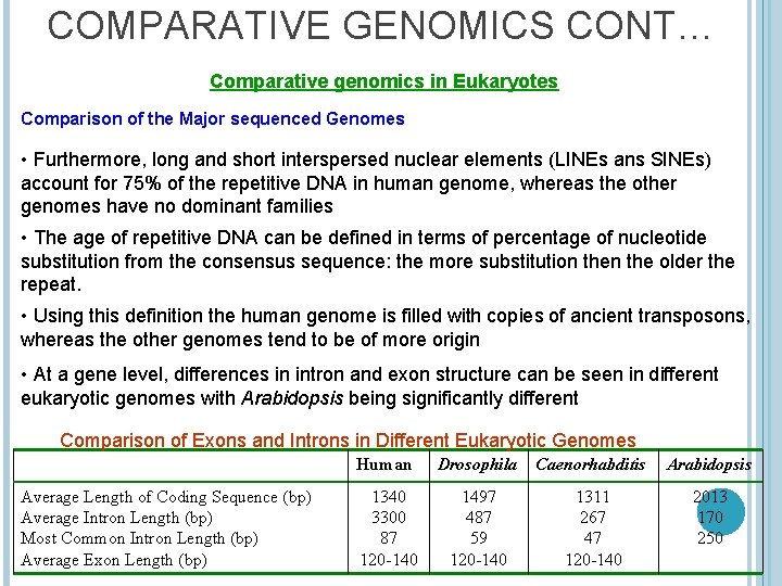 COMPARATIVE GENOMICS CONT… Comparative genomics in Eukaryotes Comparison of the Major sequenced Genomes •
